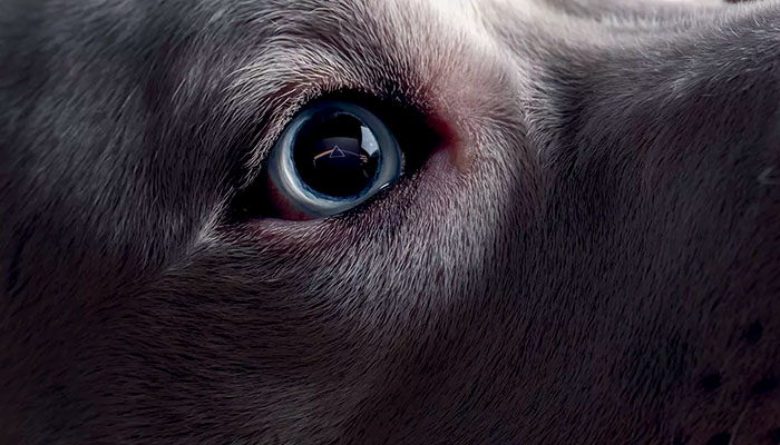 Roger Waters – The Dark Side Of The Moon Redux