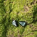 Наушники внутриканальные ZiiGaat Arcanis Green - рис.14