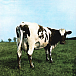 Виниловая пластинка Pink Floyd – Atom Heart Mother - LP - рис.0