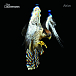 Виниловая пластинка The Courteeners - Falcon LP - рис.0