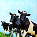 Пластинка Pink Floyd - Atom Heart Mother - рис.2