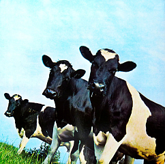 Пластинка Pink Floyd - Atom Heart Mother