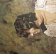 Виниловая пластинка Tony Joe White - Tony Joe White - рис.1