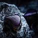 Наушники внутриканальные Celest Wyvern Abyss - рис.6